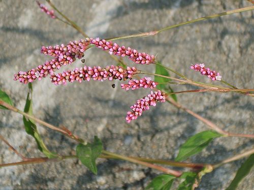 Persicaria longiseta